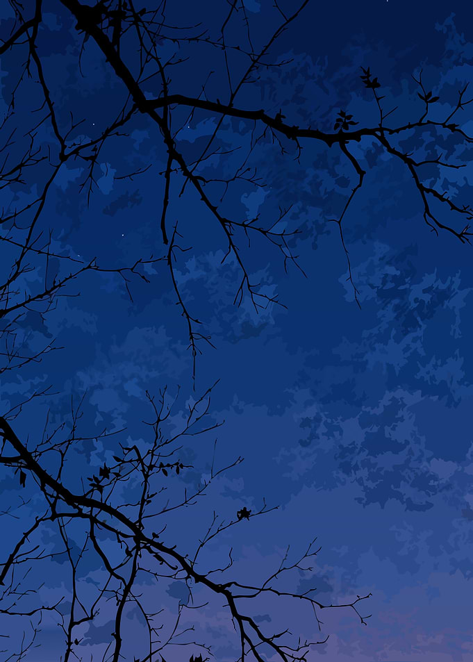 Night Sky Through Bare Branches