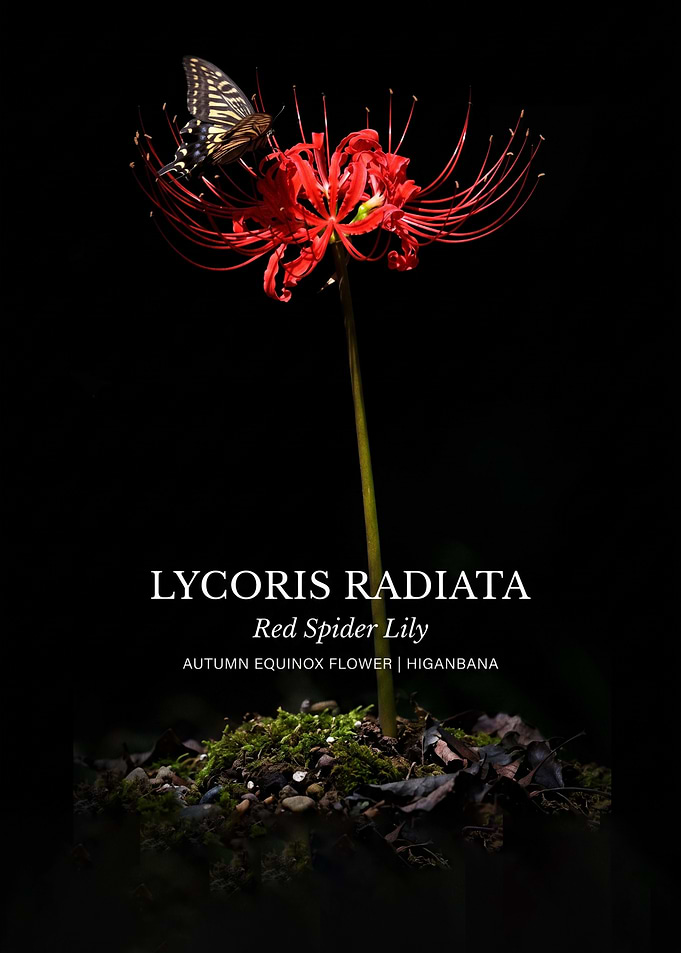 Red Spider Lily with Butterfly