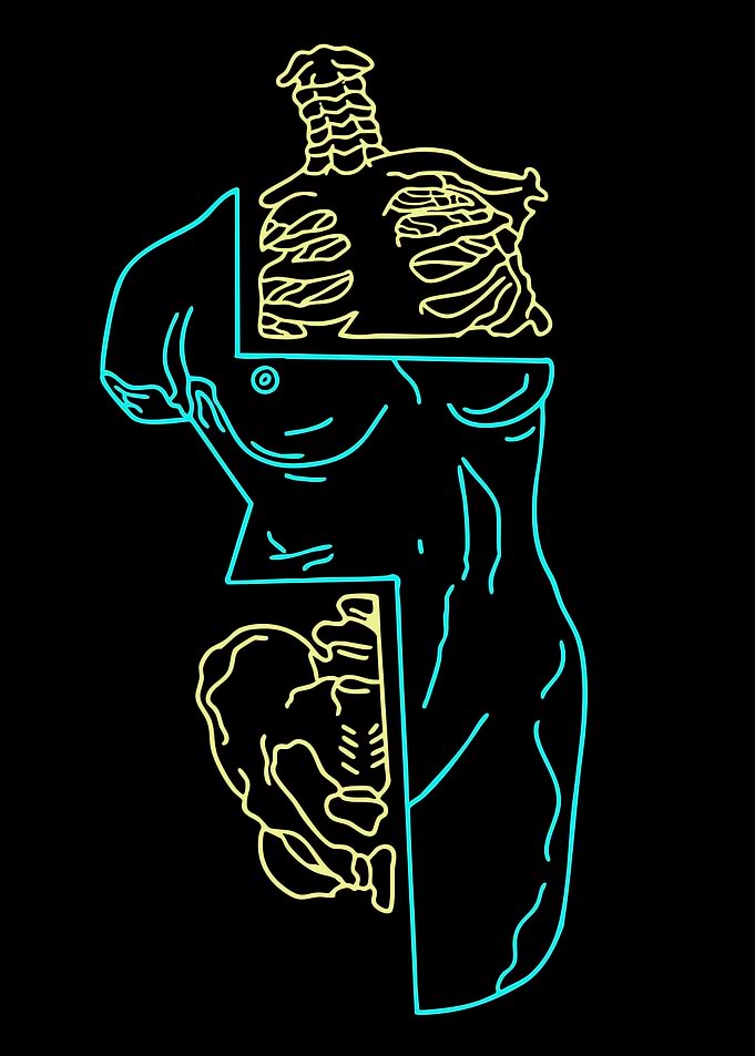 Anatomical Torso with Skeleton