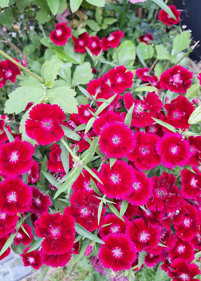 Vibrant Red Carnation Flowers