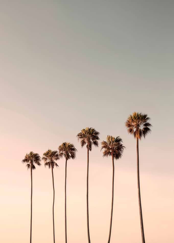 Palm Trees Against a Sunset Sky