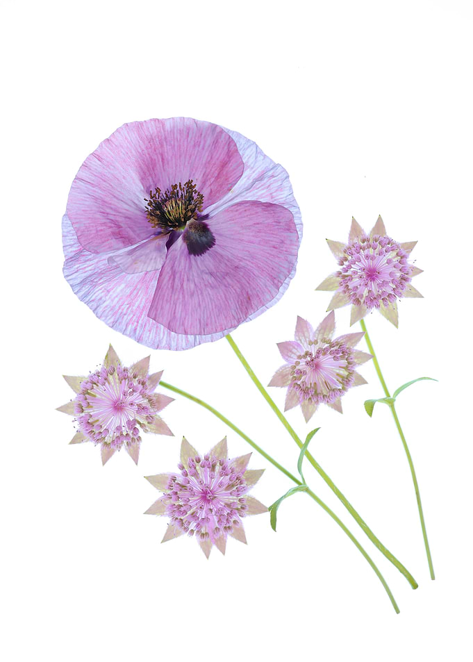 Pink Poppy and Astrantia Flowers