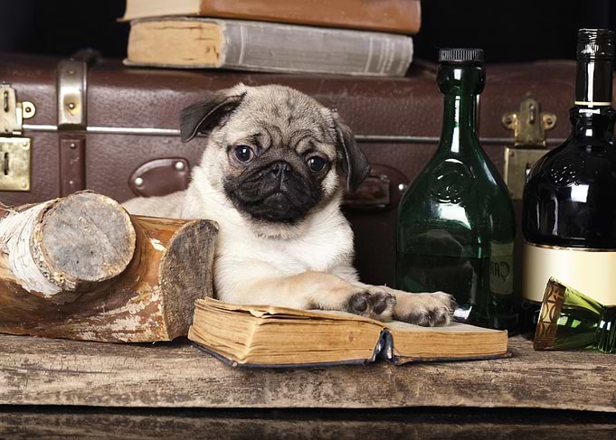 Cute Pug Puppy with Books and Bottles