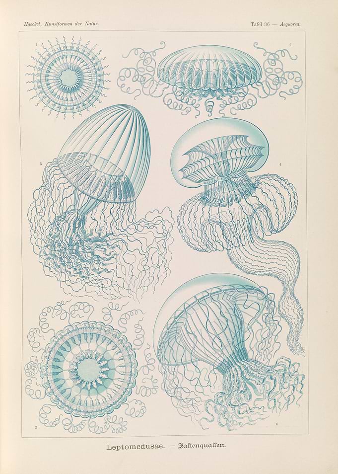 Vintage Jellyfish Illustrations