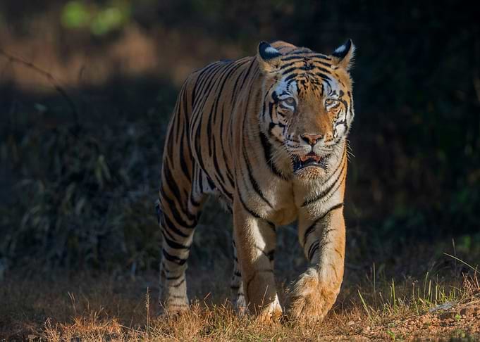 Tiger walking in forest