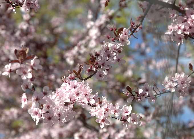Pink Cherry Blossoms on Branches