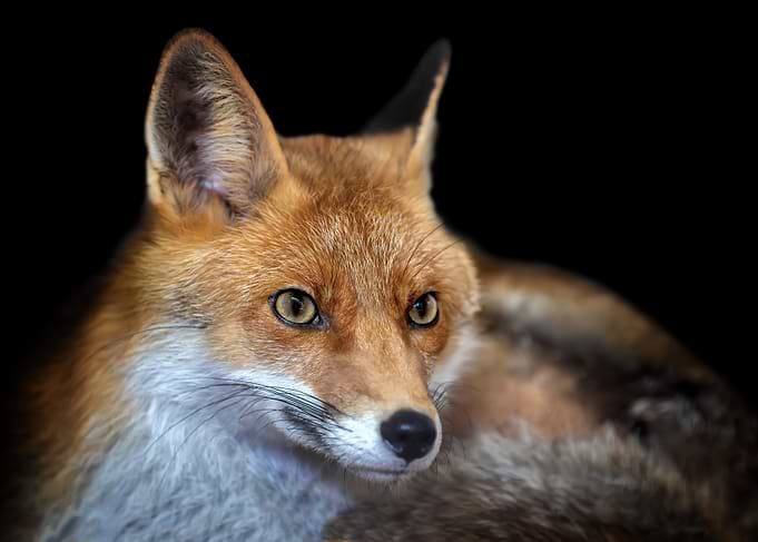 Close-up of a Red Fox