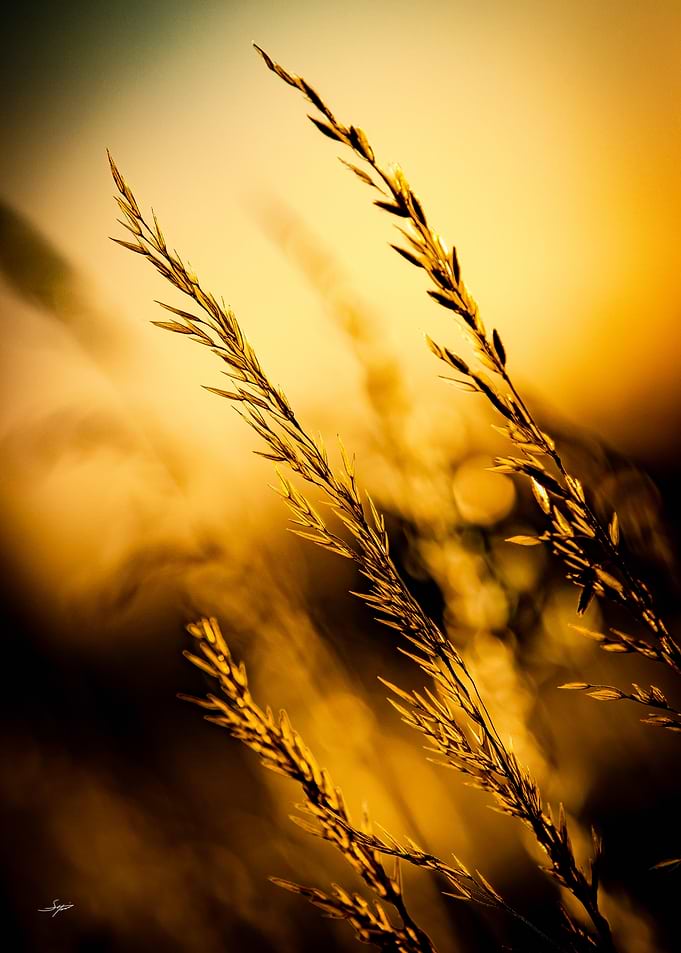 Golden Grass