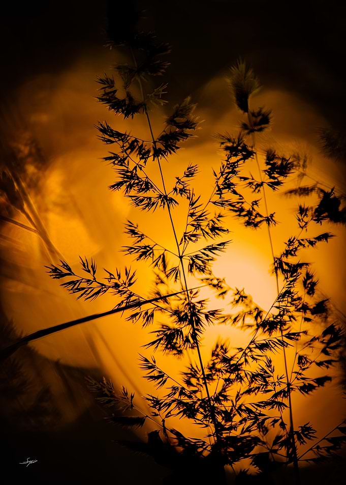 Golden Sunset