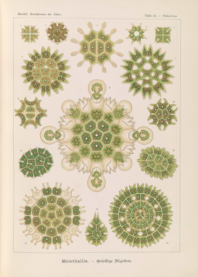 Haeckel's Illustrations of Microscopic Organisms