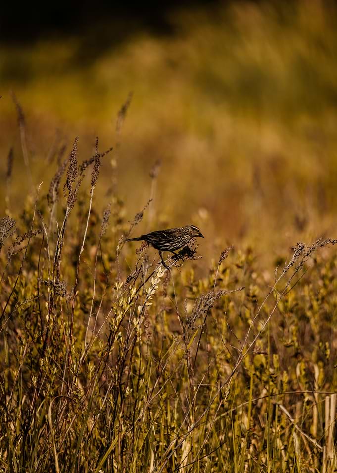 Bird perched on dry grass