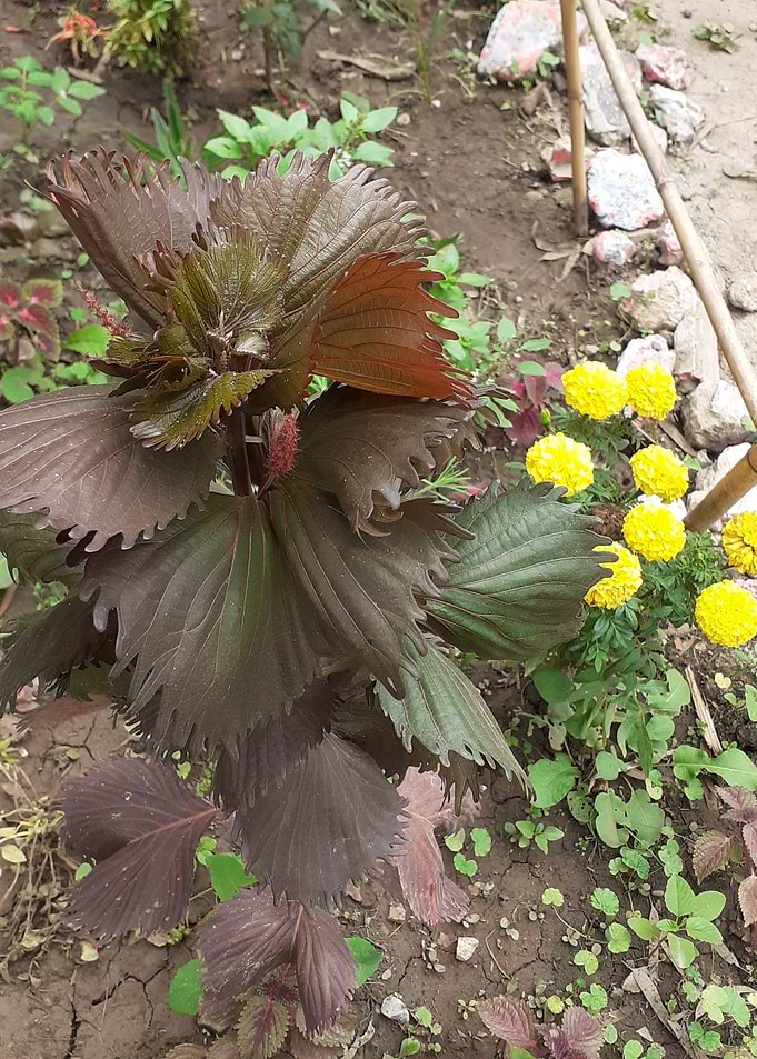 Dark Red and Green Plant with Yellow Flowers