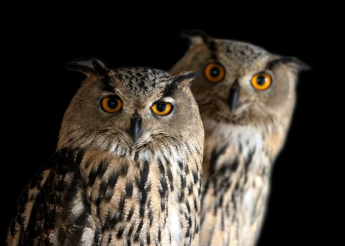 Two Owls on Black Background