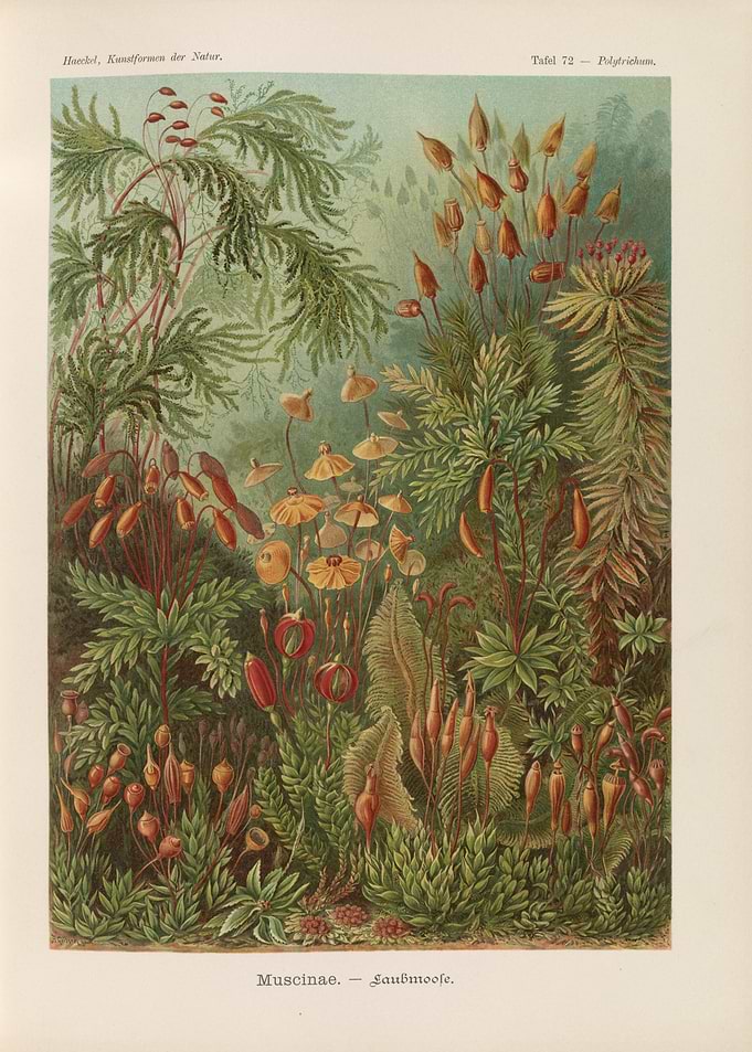 Vintage Botanical Illustration of Mosses