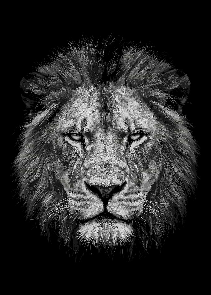 Majestic Lion Portrait Black and White