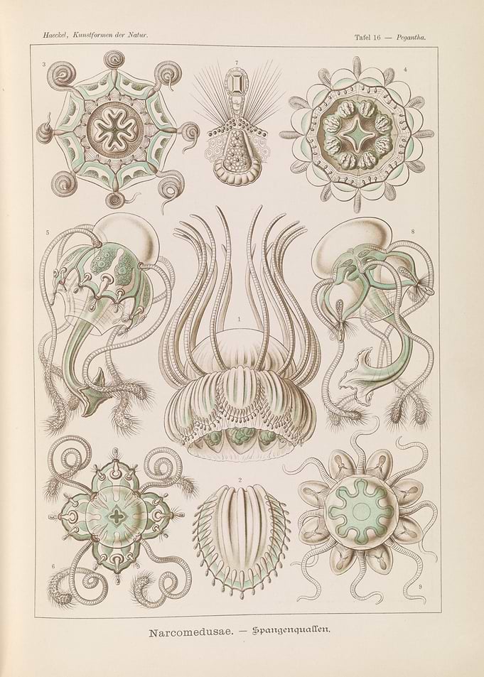 Haeckel's Narcomedusae Illustrations