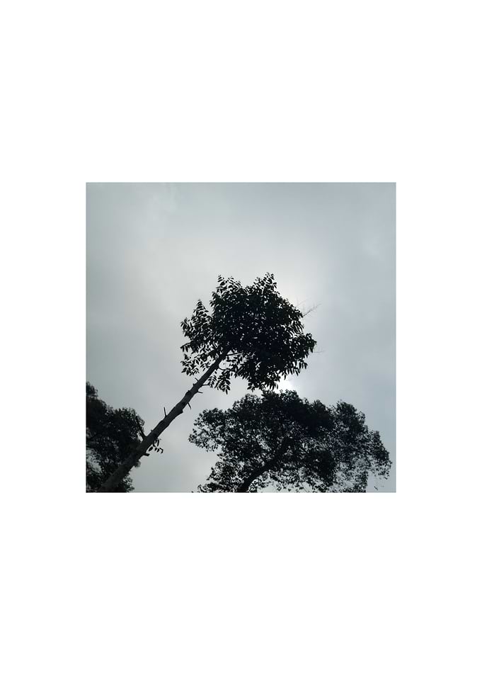 Trees silhouetted against a cloudy sky