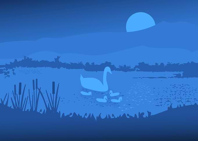Swan Family at Night