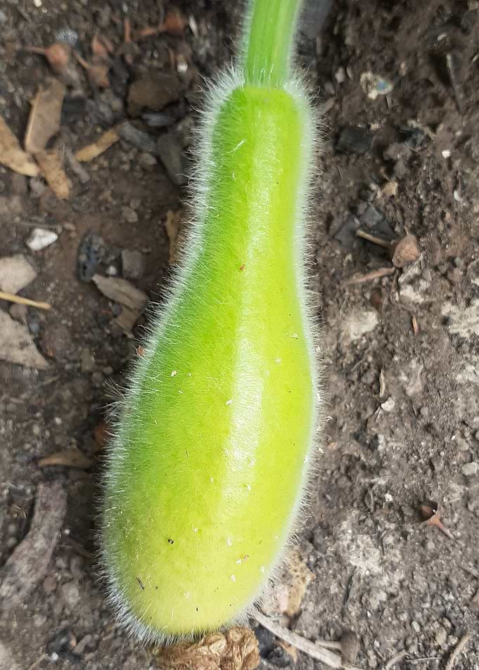 Young Gourd on Vine