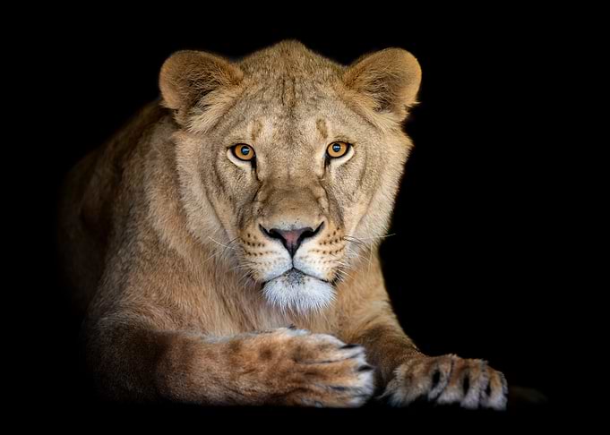 Lioness Portrait