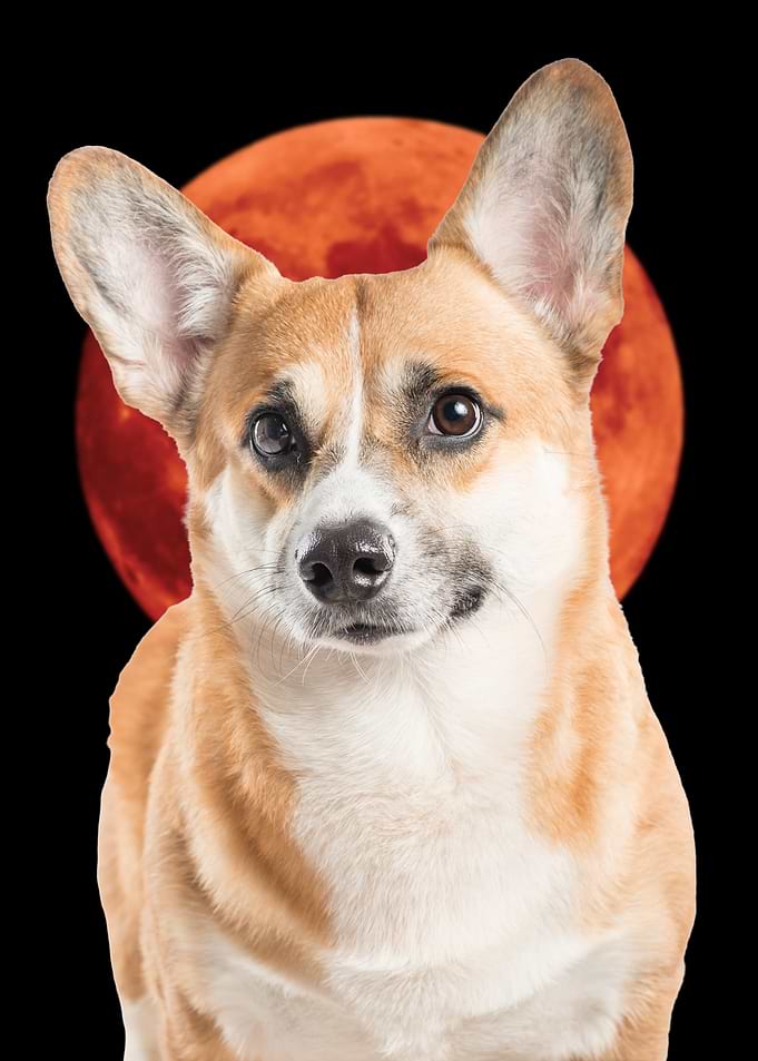 Corgi Dog with Red Moon Background