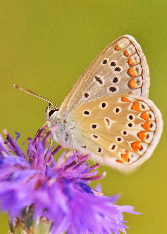 Painted Blue — Cornflower Visitor
