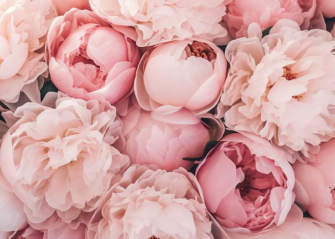 Soft Pink Peony Bouquet Flowers