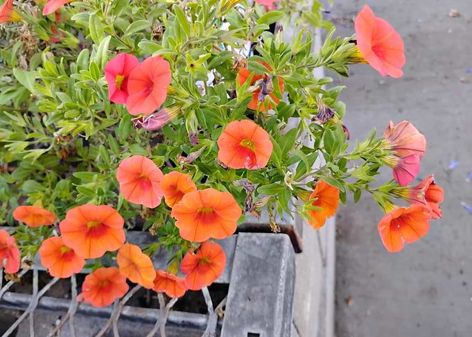 Orange Petunia Flowers in a Planter