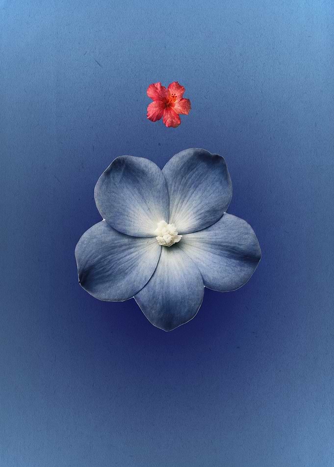 Blue and Red Flowers on Blue Background