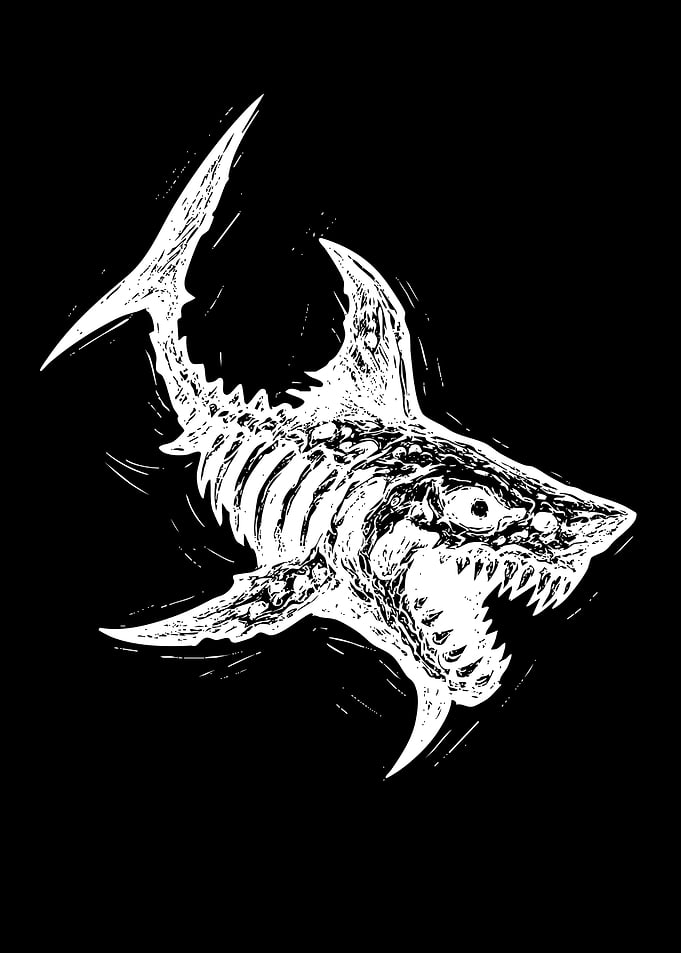 Skeleton Shark Illustration