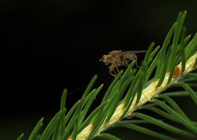 Fly on a pine branch