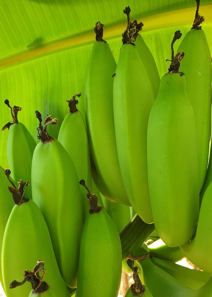 Green Bananas on a Tree
