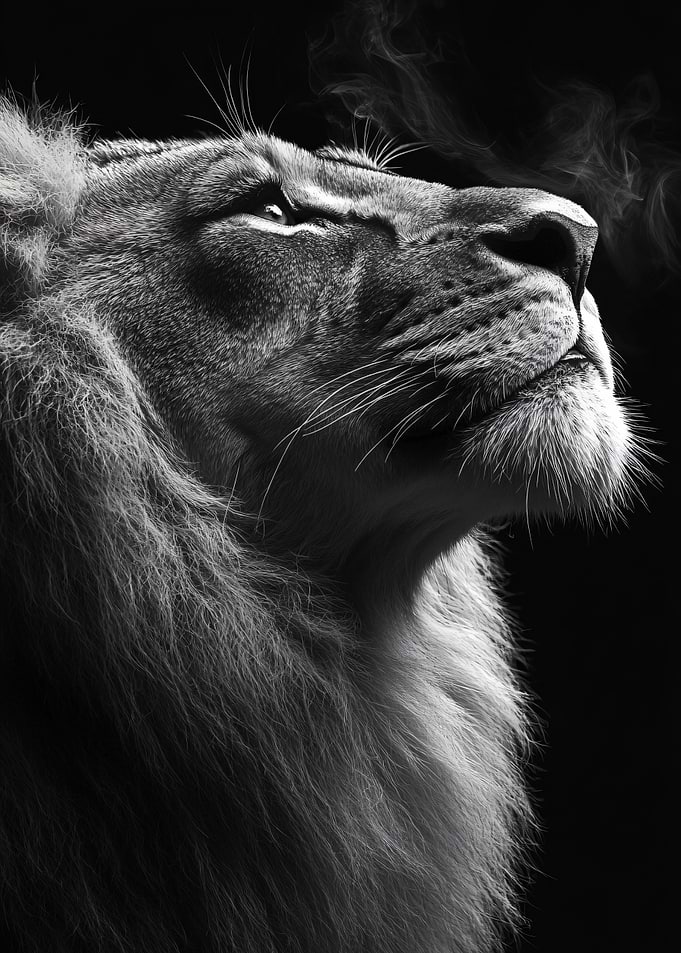 Majestic Lion Looking Upwards