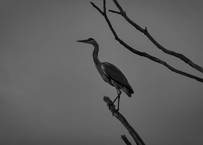 Heron perched on a branch