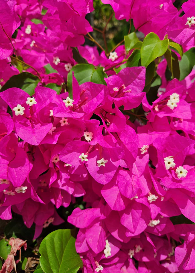 Pink Bougainvillea flowers