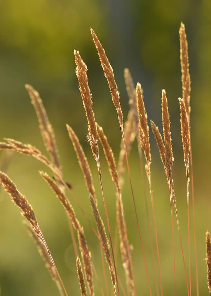 Golden Rhythm — Summer Grasses