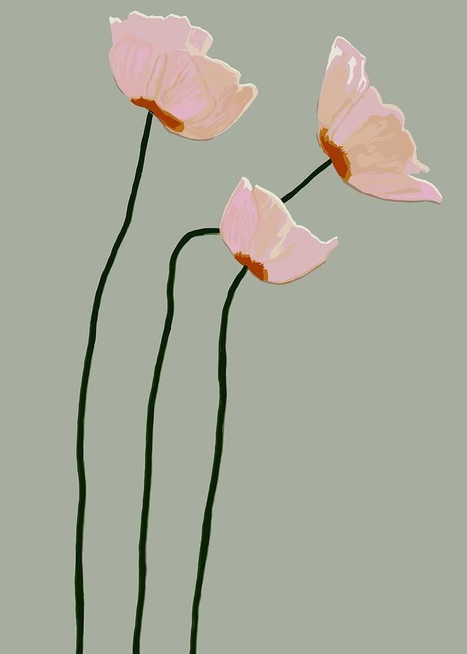 Three Pink Poppies on Gray Background