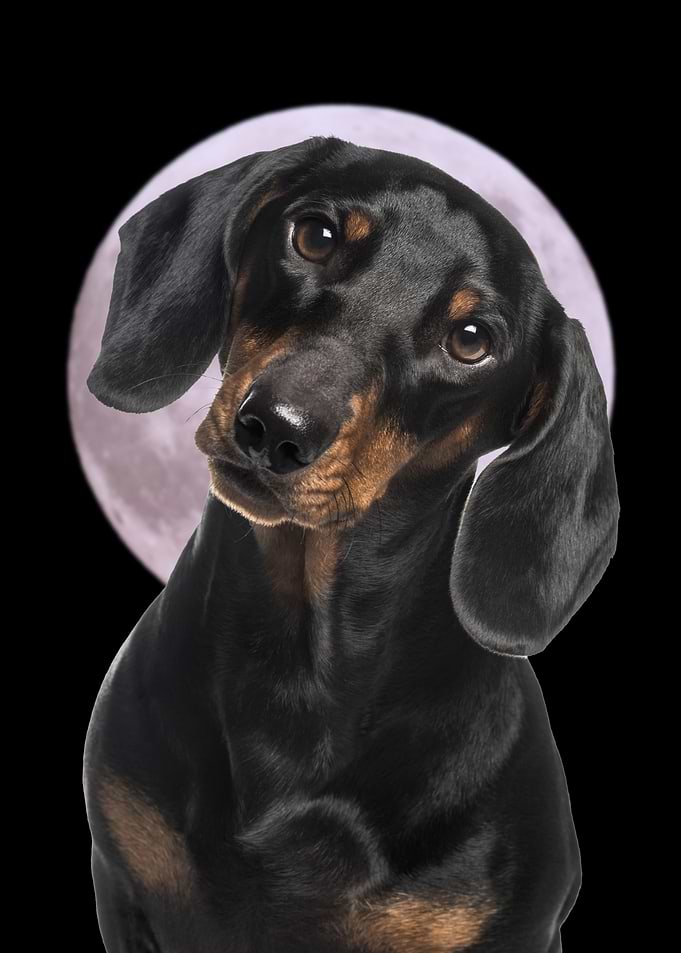 Dachshund Dog with Moon Background