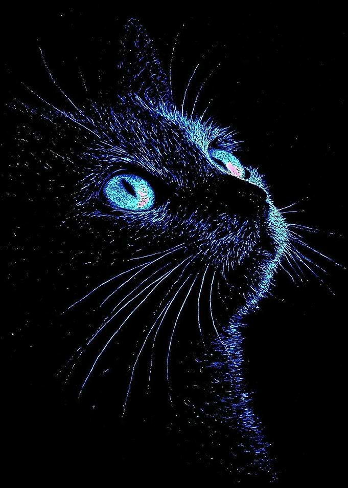 Blue Eyed Black Cat