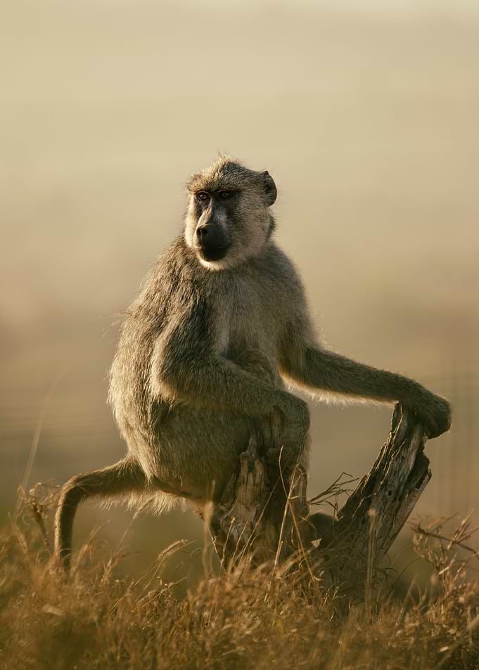 Baboon sitting on a log