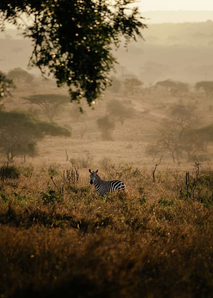 Zebra in a savanna landscape at sunrise