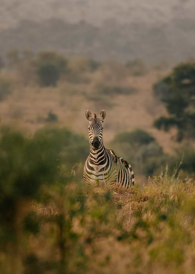 Zebra in a Savannah Landscape