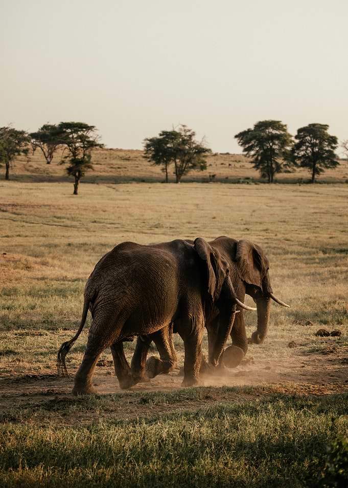 Two Elephants Walking in a Savannah