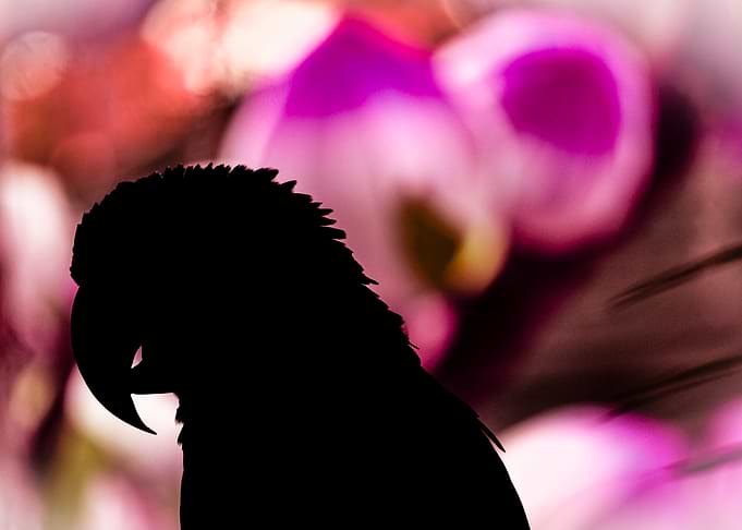 Parrot Silhouette Against Pink Floral Background