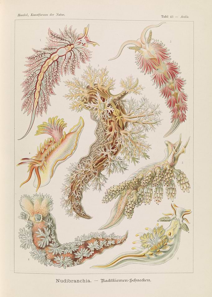 Ernst Haeckel Nudibranchia Scientific Illustration