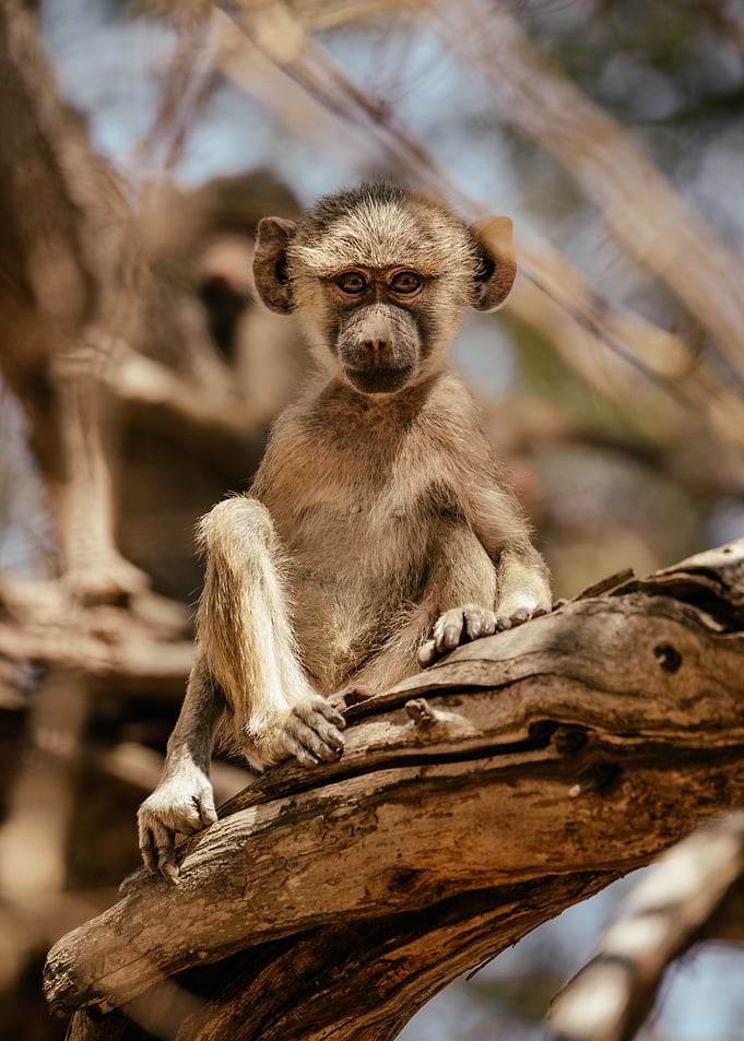 Young baboon sitting on a tree branch