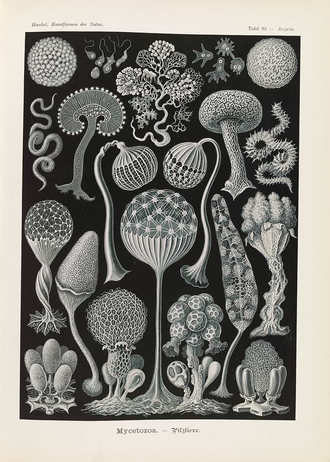 Ernst Haeckel Mycetozoa Scientific Illustration Plate