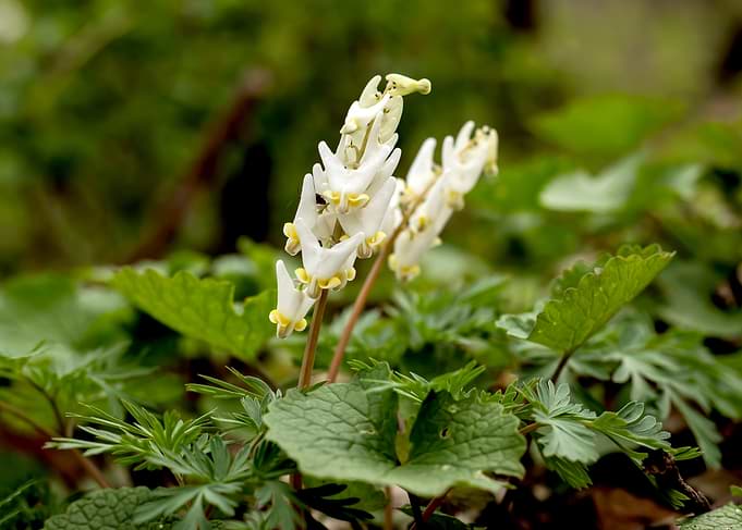 Delicate Dutchman's Breeches Wildflowers in Bloom