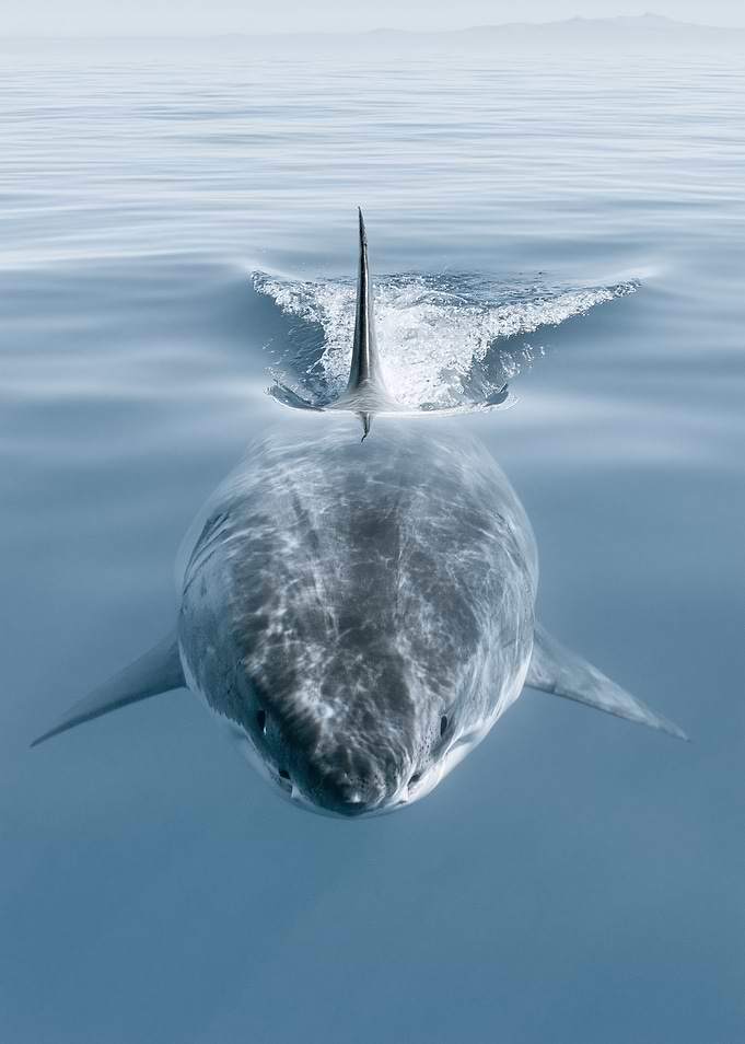 Great White Shark Swimming Near Surface