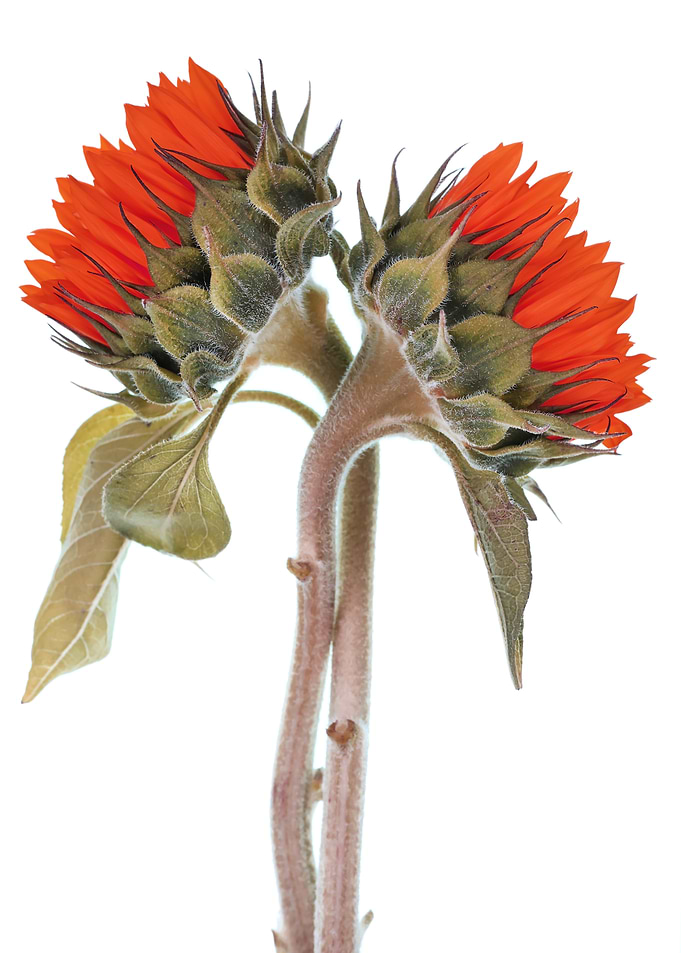 Two Red Sunflowers on White Background